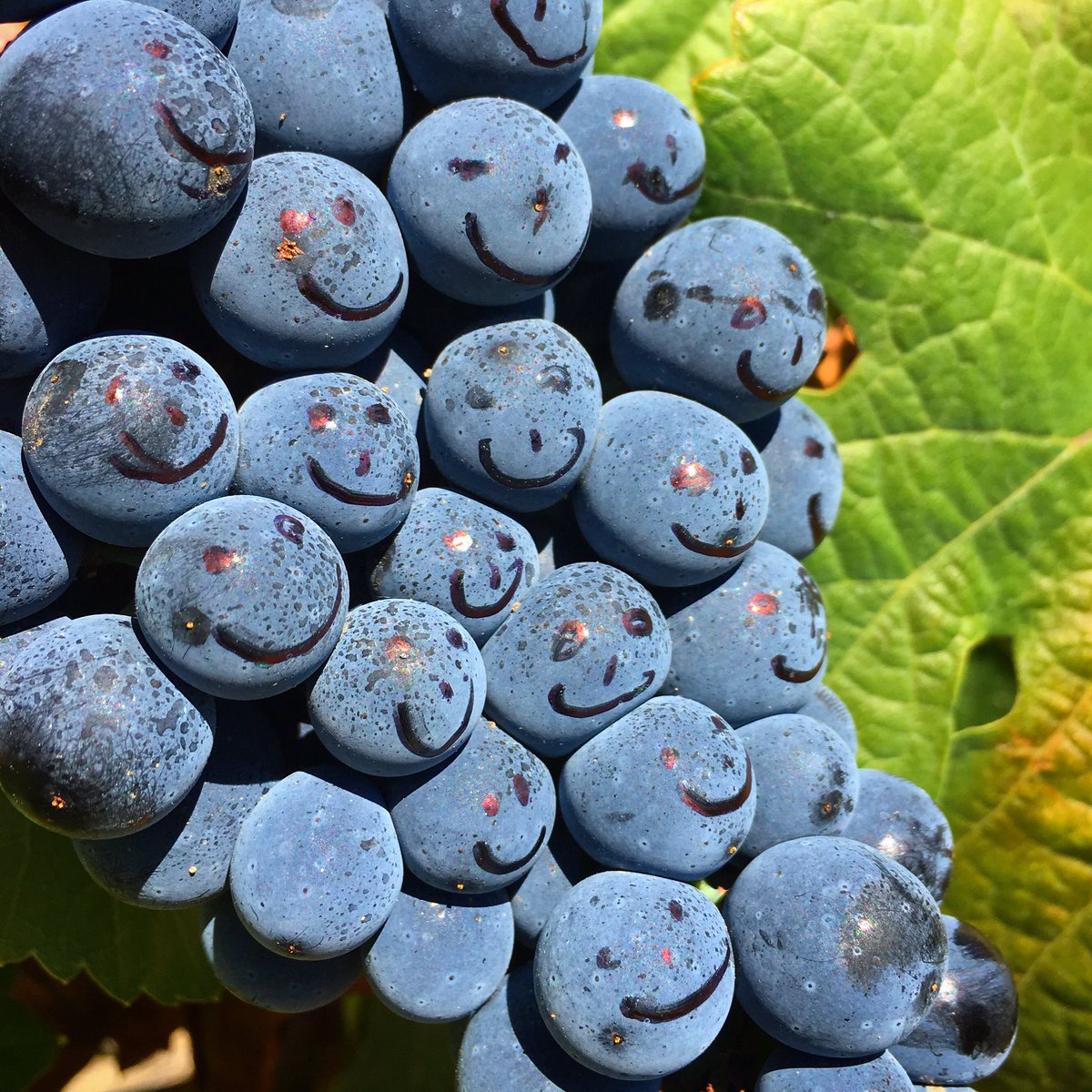 Happy grapes in The Douro Valley @croftport in Portugal...  #wine #port #southpark #memberberries