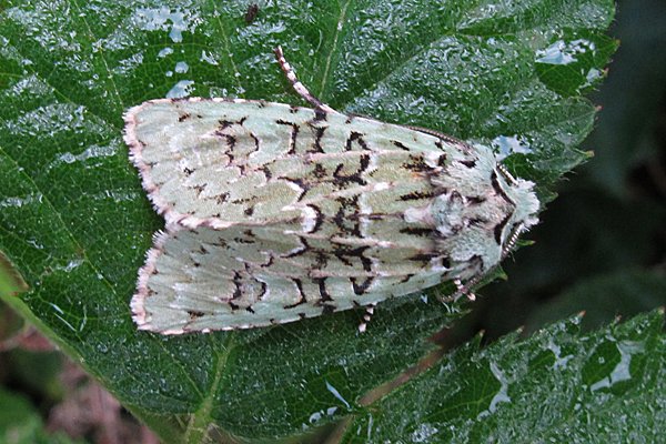 KeeleNatHist's tweet photo. The stunning Merveille du Jour in #keelemothtrap today. It must be autumn. https://t.co/DObSDzVmeR