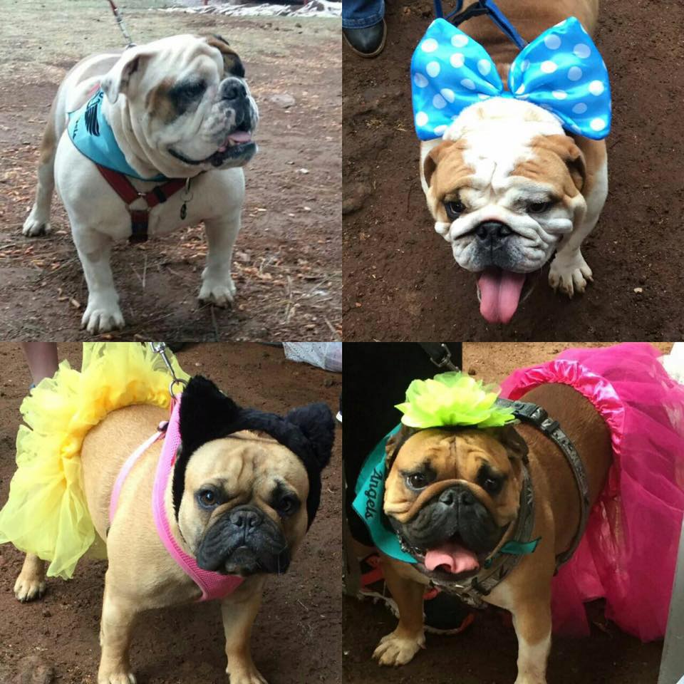 BulldogRescueSA's tweet photo. Some of the #Bulldogs who were at our #smutshouse #walk in #irene #pretoria this #weekend #Bulldogrescueangels #bulldogrescueSA #adopt #love https://t.co/bfw3ta4CRC