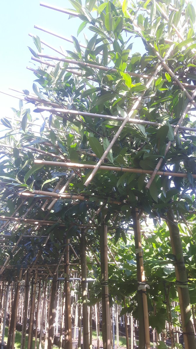 Groot formaat Leilaurier - Prunus laurier Caucasica. Direct leverbaar bij Bomenkopen.nl