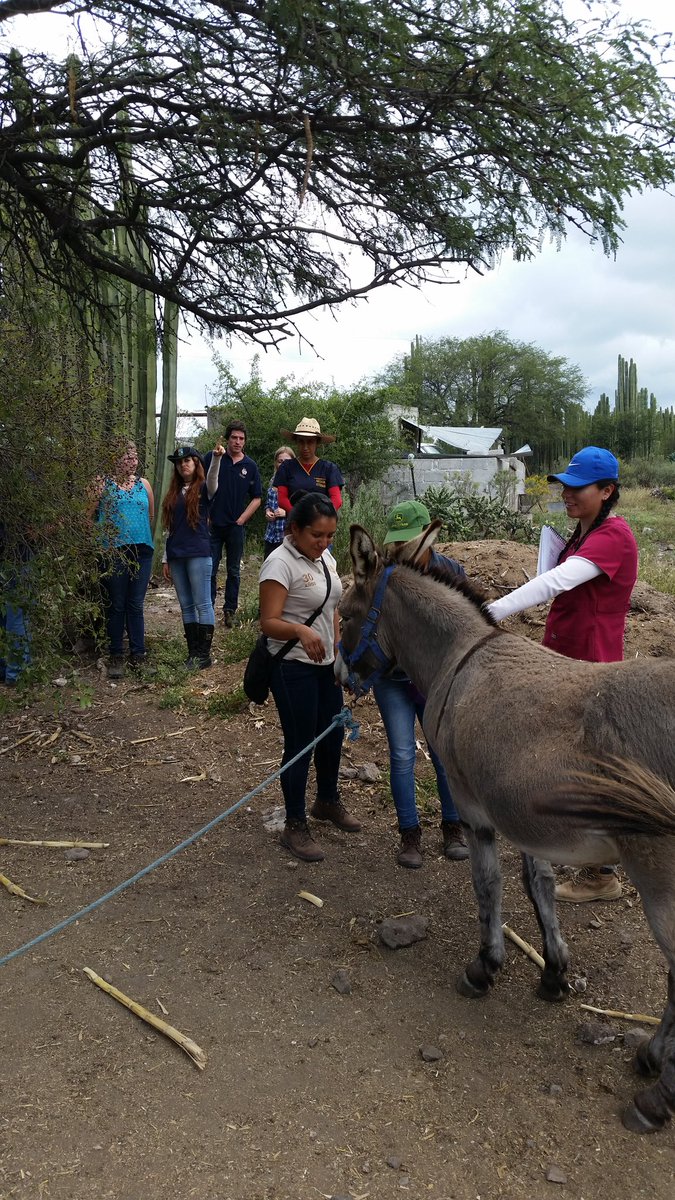MVZOmarPrado's tweet photo. @Sam_bigotes_ y @MirisCruz86 en #aljibes #tecozautla #hidalgo #thedonkeysanctuaryUNAMquerétaro #donkdoc #dssemiárido https://t.co/cDgSTstsGR