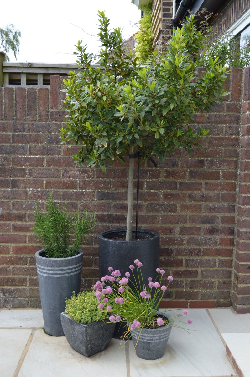 alitura_design's tweet photo. Patio pot herb garden as created by our clients that they placed as a focal point at the top of some steps. #gardendesign #creativeclients https://t.co/XksFKoZyRz