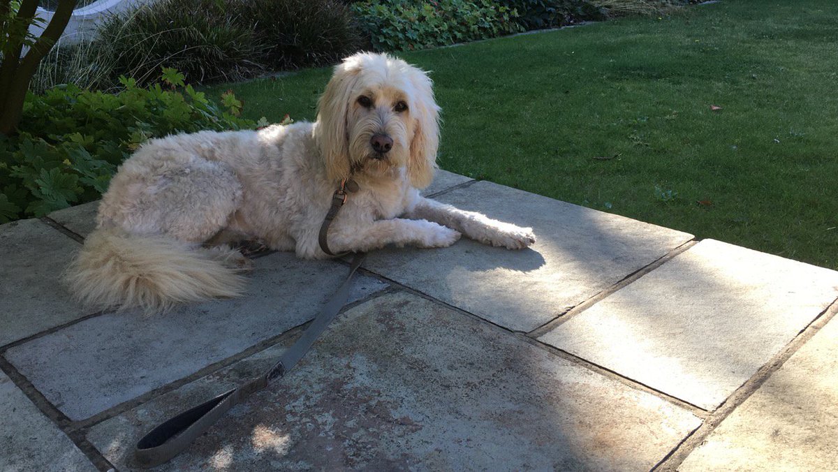 StratumC's tweet photo. #Stratumc girl has #emptynestsyndrome & even #Stratumc #dog is asserting her independence & refusing to go for a walk! Am getting a complex! https://t.co/8qboBnzLDT
