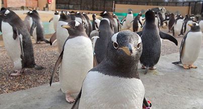 Edinburgh Zoo On Twitter Breakfast Time At Penguins Rock Watch Our Penguin Colony Get Fed In This Great 360 Video Https T Co R2xk64apkx