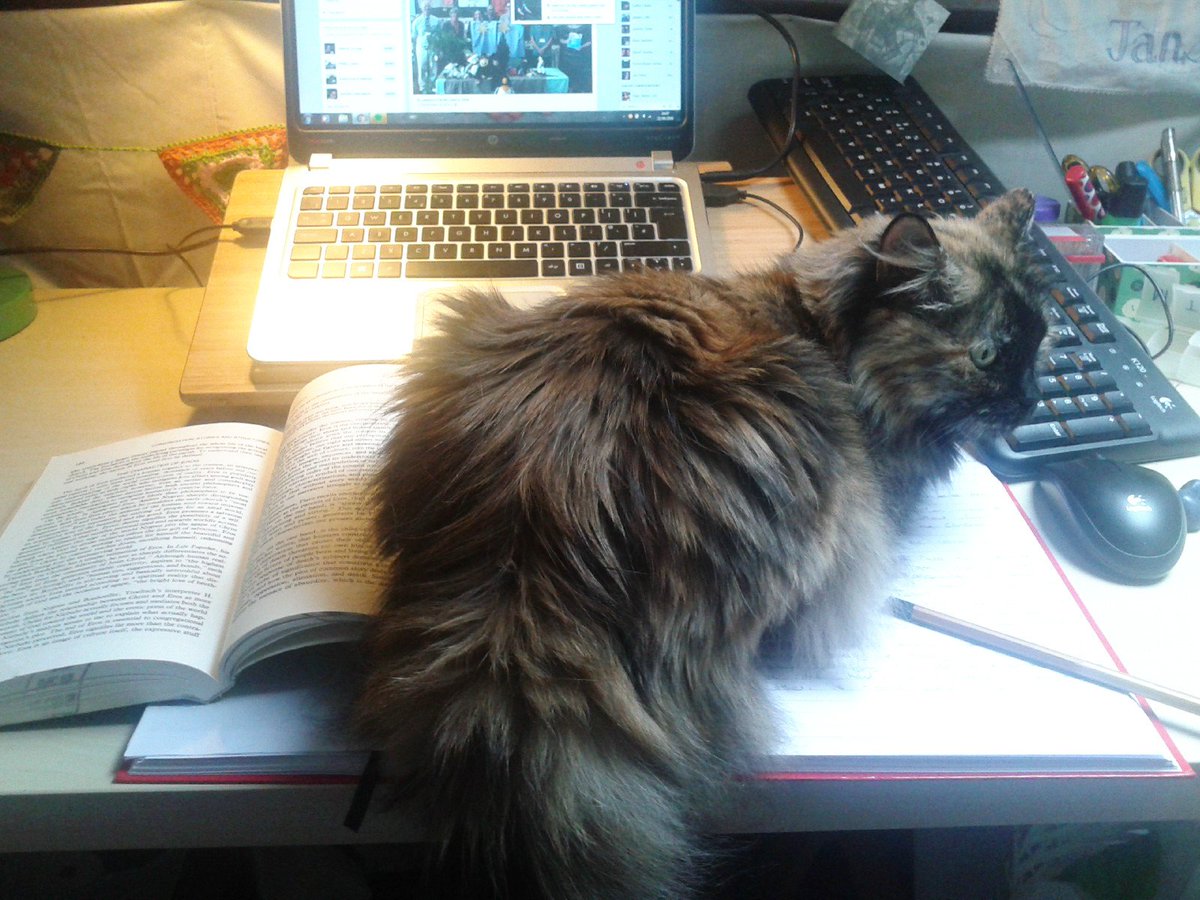 ElliCourse's tweet photo. Research Assistant Honeybear is intrigued by James F. Hopewell's theory of Eros/culture &amp; Christ. #AcademicsWithCats #HowCanIWorkLikeThis https://t.co/XO6rTc2rhi