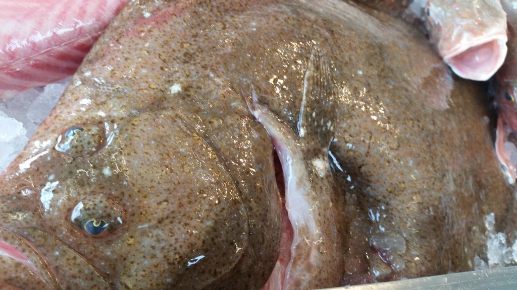 mackerel_boy's tweet photo. Can I tempt you with some local fish chef? @lilmick1981 all landed yesterday / this morning.. #supportlocalfisherman https://t.co/wRCnydT7qe
