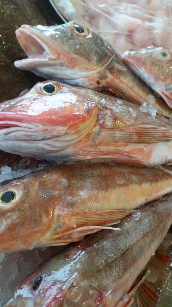 mackerel_boy's tweet photo. Can I tempt you with some local fish chef? @lilmick1981 all landed yesterday / this morning.. #supportlocalfisherman https://t.co/wRCnydT7qe