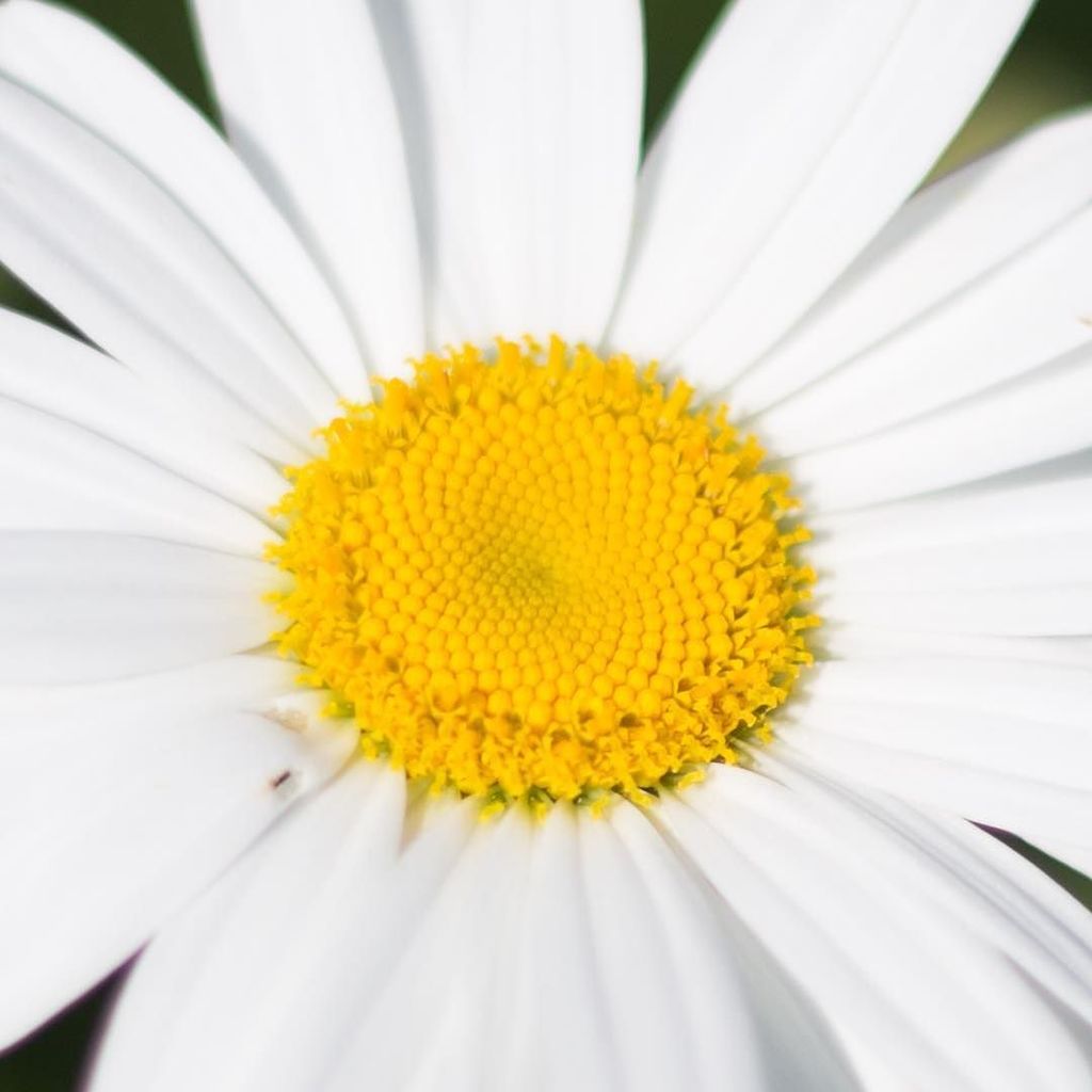 OEMCreative's tweet photo. Beautiful patterns in the center of this daisy. #daisy #patterns #flower #white #yellow https://t.co/zGhGdErXNM https://t.co/LTv99pogTj