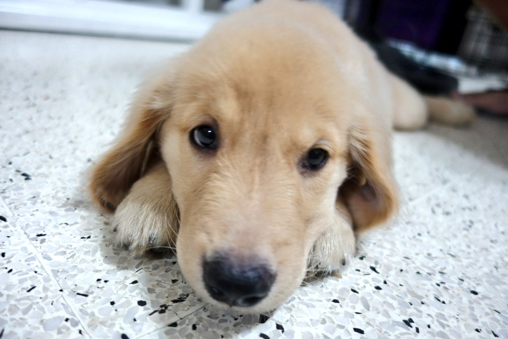 belbanson's tweet photo. My little #GoldeNala ❤ https://t.co/OYHMXlJ5gV