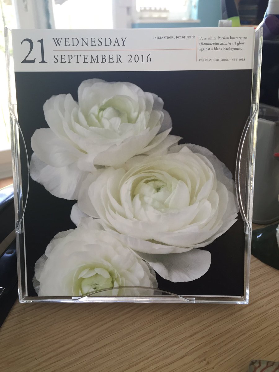 Learn4work's tweet image. Pure white Persian buttercups - what a lovely Wednesday image 😊