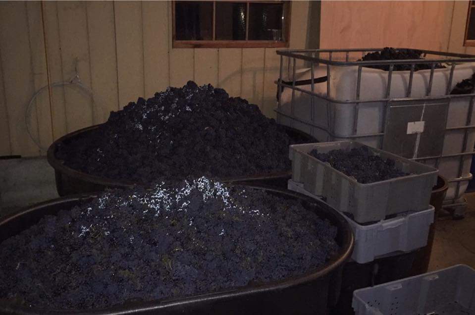 Hands Down! The best harvest we have ever had #harvest16 #petitperle #wine to come soon