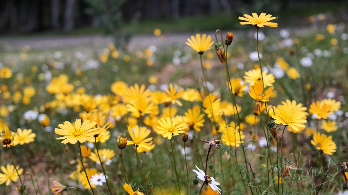 LornaDcapetown's tweet photo. Happy Daisy Day! @CapeTown @iAmnotMany @discoverctwc @louise90535705 @CapeTownEtc @Andre24Social #dassenberg https://t.co/TaAz2aPHfJ