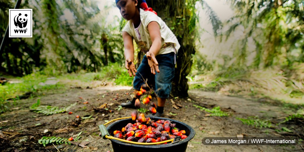 RSPOtweets's tweet photo. #PalmOilScorecard from @WWF reveals which companies kept promises on sustainable #palmoil use… + which didn’t. https://t.co/NuzKygWEDa https://t.co/UdFjx2E3De