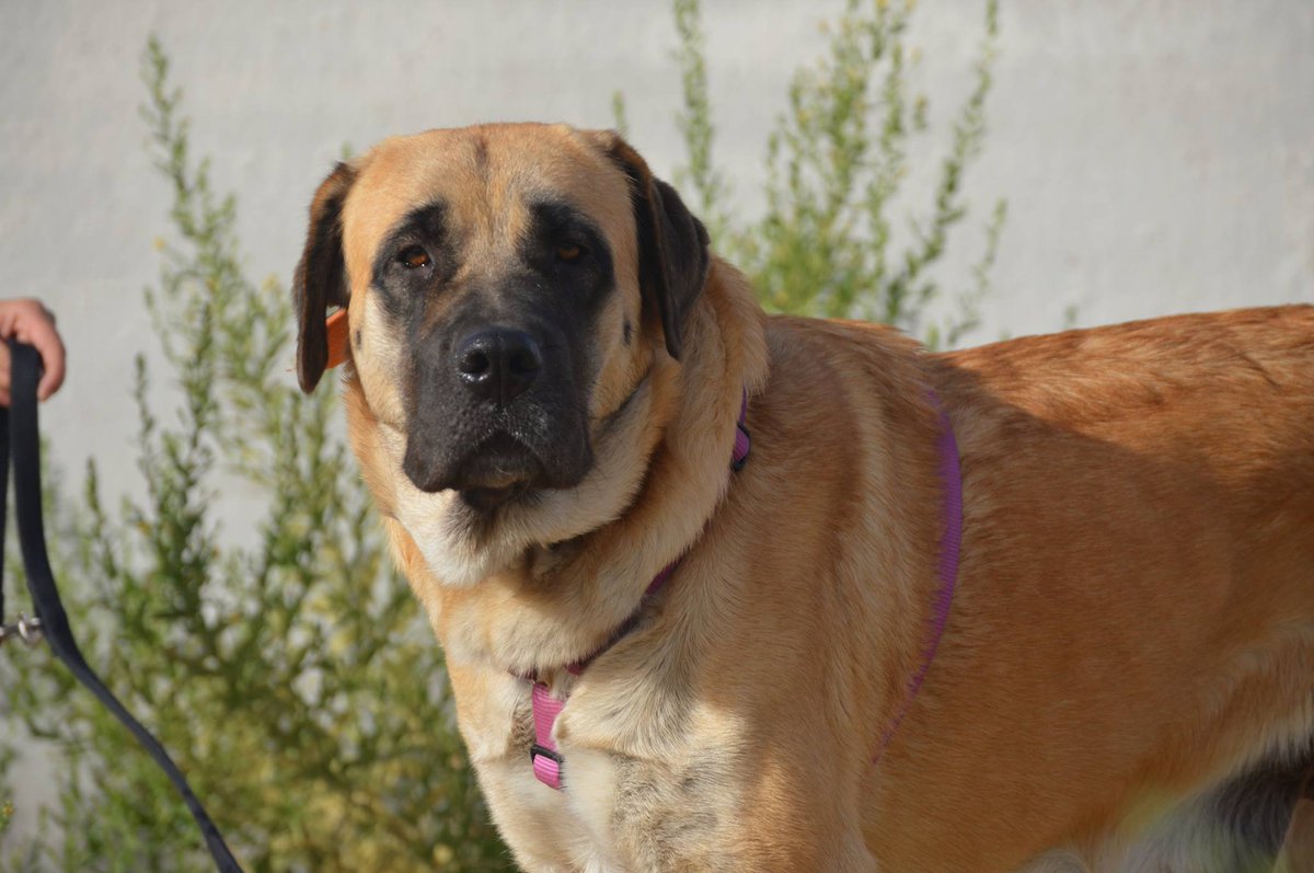 ZEBRA es un oso amoroso que necesita volver a sonreír, ayúdanos #adopta #acoge #madrid cpa.torrejon@hoope.org