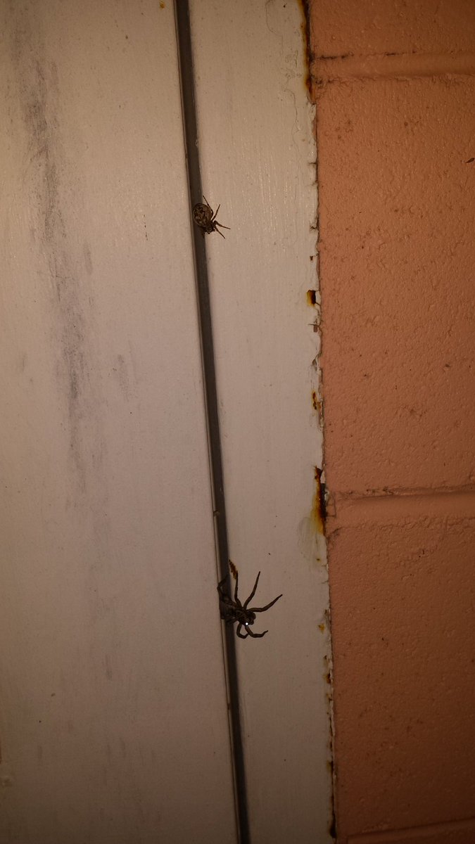 Dsnives's tweet photo. It was fun opening the door to the upper air building this morning... #hellospiders https://t.co/SC9JyPfLi5