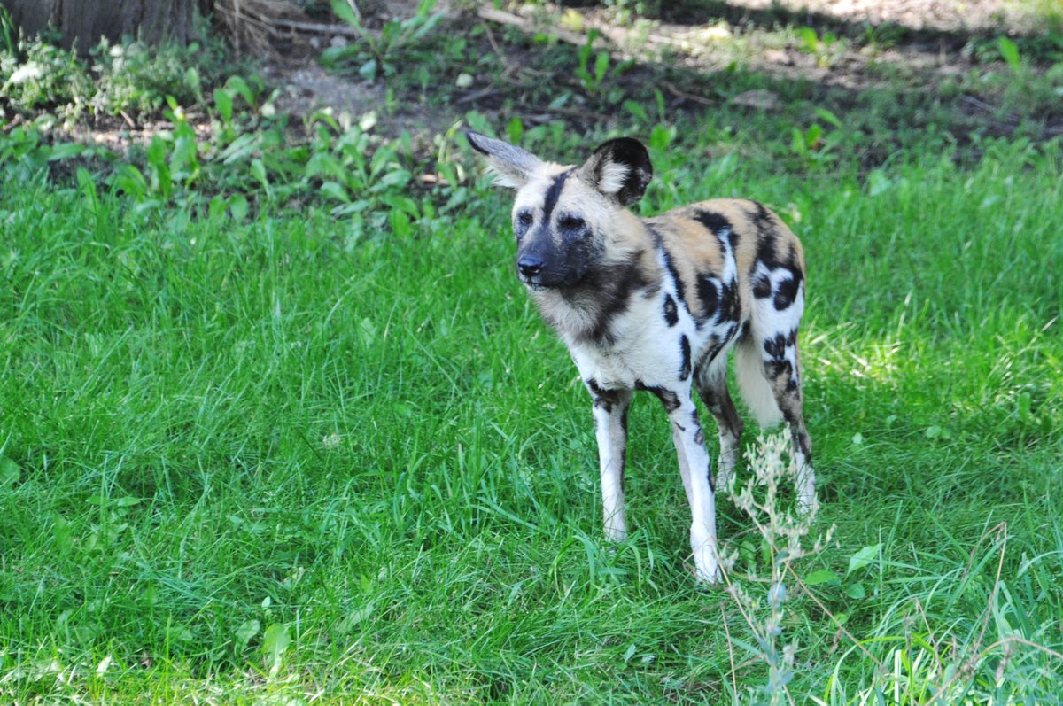 The #GreatPlainsZoo welcomes the arrival of two #AfricanWildDogs. They are now on exhibit at the Zoo! ow.ly/8PIP304qjas