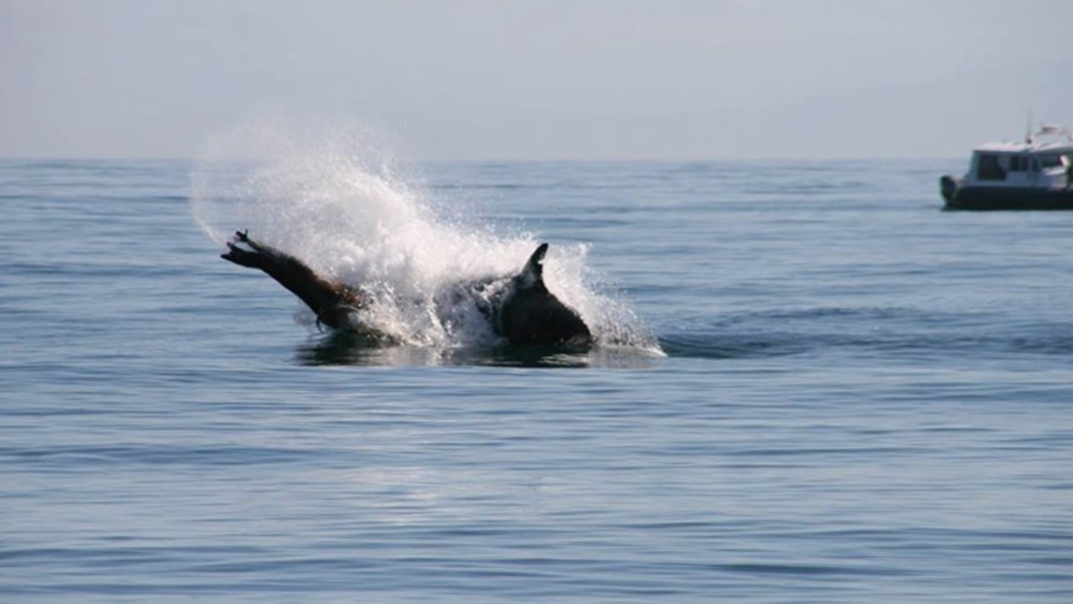 cbcnewsbc's tweet photo. Marine mammal battle royale: humpbacks fight off orcas to save sea lion https://t.co/4JdqxvJ823 https://t.co/nDZcA36dVF