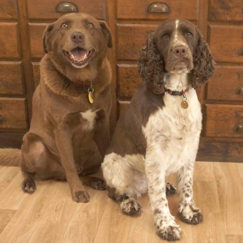 Bot_Doggo's tweet image. #dogs #imgur