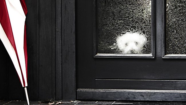 Bow_Wow_Pets's tweet photo. Is this your dog in the mornings? No need to be home alone, we'll take your dog our for walkies in Stratford-on-Avon https://t.co/7o8exo5Jy6
