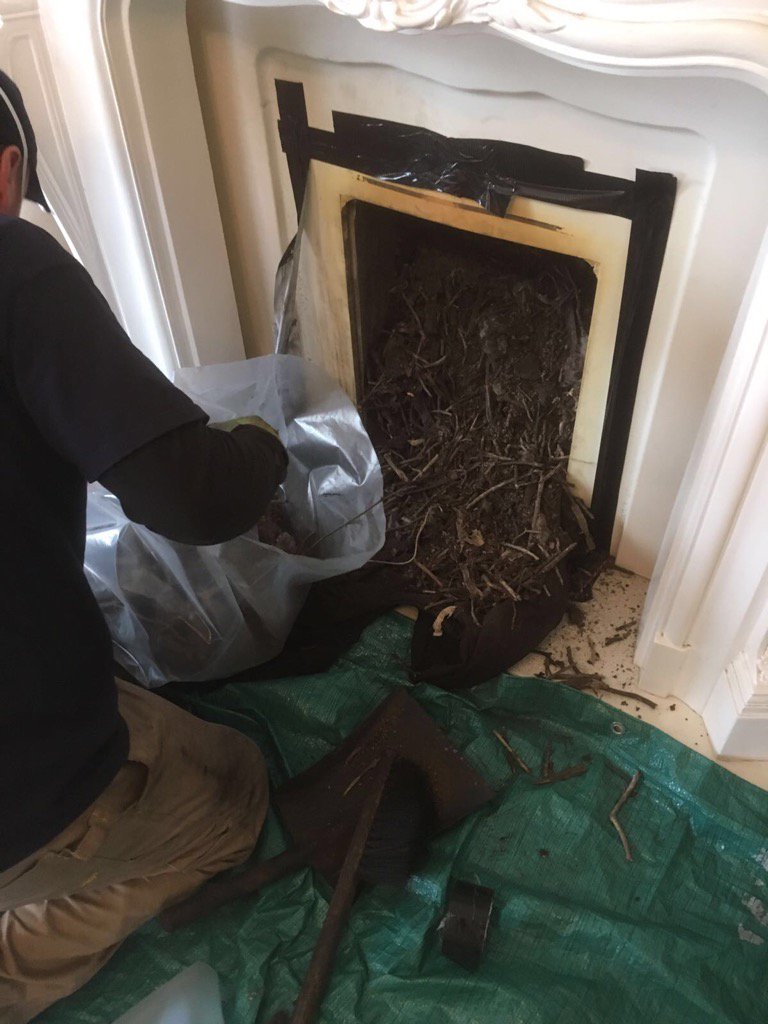 Yet another nest where gas fire has been installed last month. Not swept prior to install.CARBON MONOXIDE KILLS.😁😁