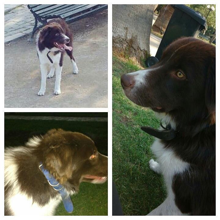 bartorell's tweet photo. #Pellin perrito de la actriz Esperanza Silva @espesilva
Se perdió en Providencia desde Los Leones con Fco Bilbao
Lleva collar azul https://t.co/JIdb52KMNZ
