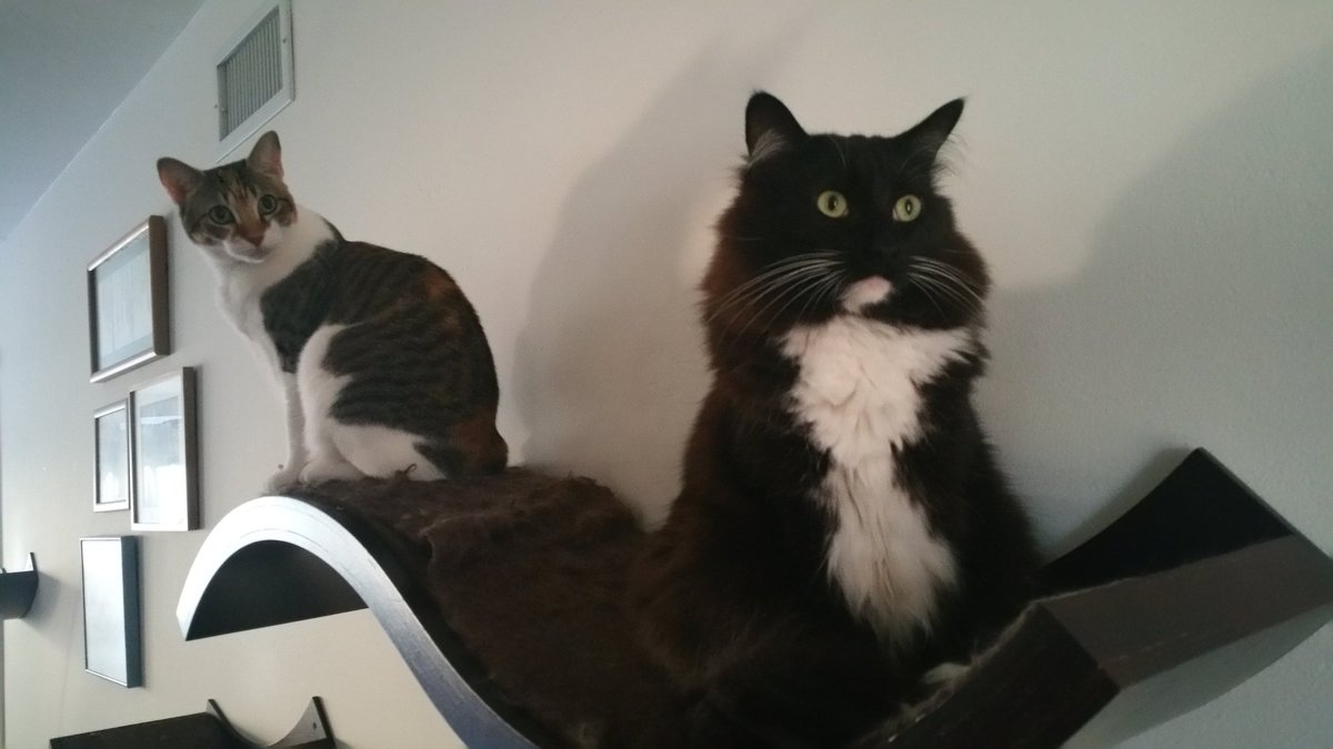 JenLovesPets's tweet image. #CatPrivilege #cats
Because dogs can't