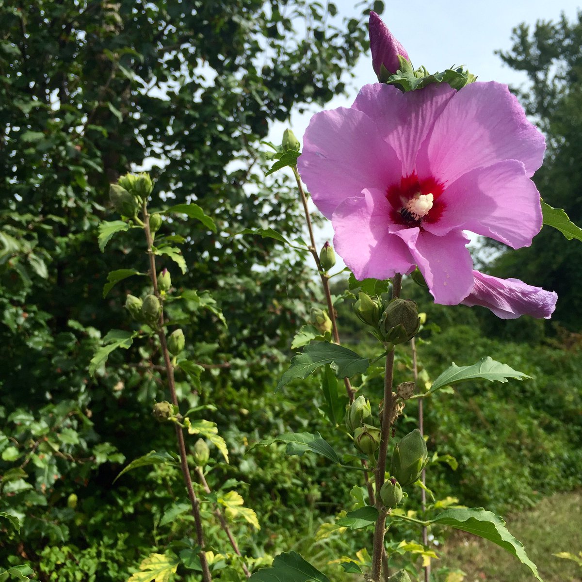 briellefmu's tweet photo. #MUFYSEco went to Takanassee Lake Park today for class, found some beautiful things! https://t.co/kAEZdDfDKO