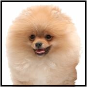 PetCareService5's tweet photo. we care because we are pet care :D #ilovepetcare #followback #goodnight #team followback #traintopetcare https://t.co/uO9ZTsOeQw
