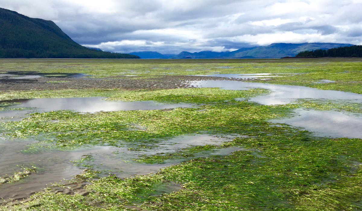Continuing on quest to never specialize, I wrote a story about 300 million juvenile salmon. biographic.com/posts/sto/the-…