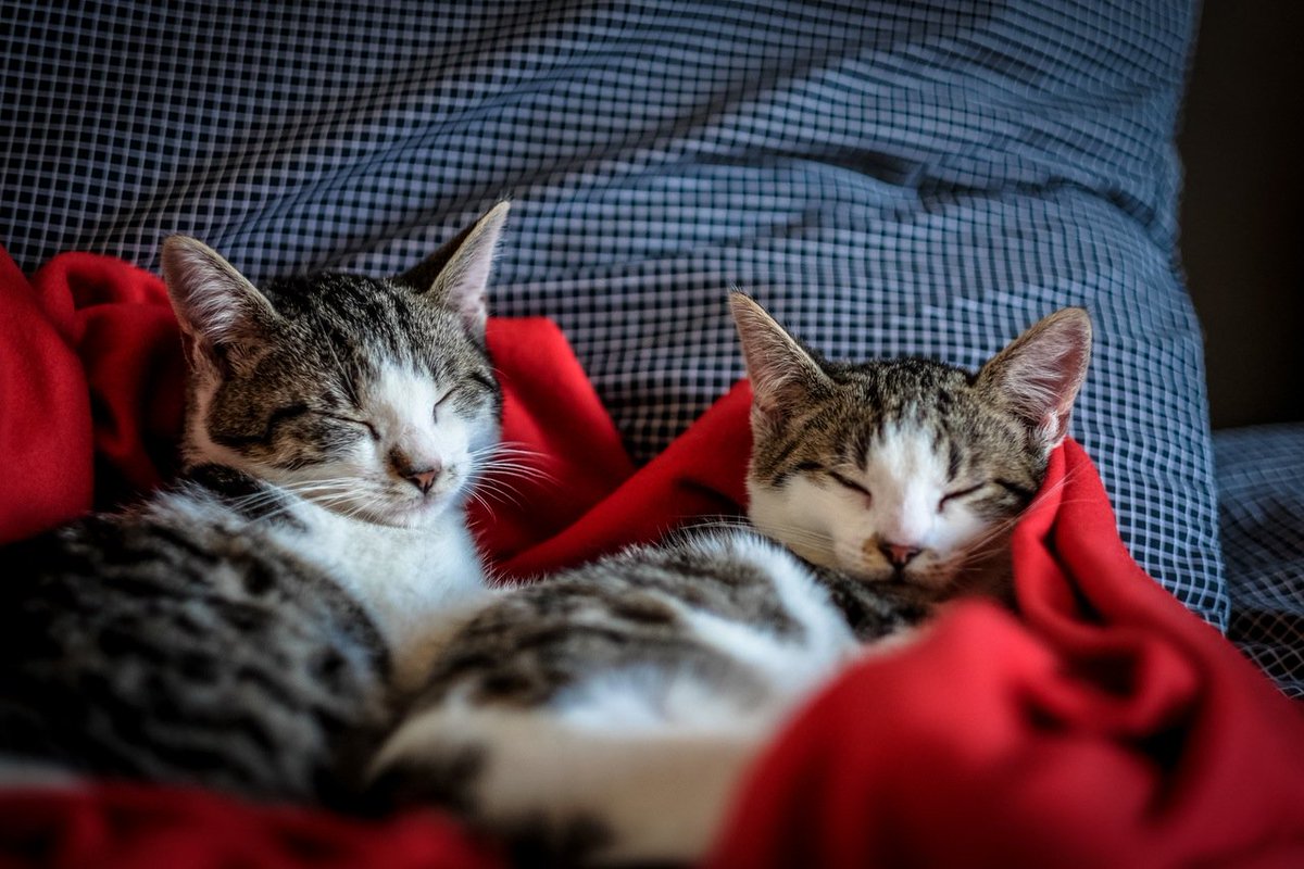 TX_HomelessPets's tweet photo. Lunchtime fluff! Here are 27 photos of sleeping cats: https://t.co/K83XppoLRt #pets https://t.co/DM6CI5a6Vj