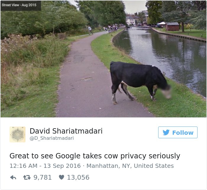 HumorCircus's tweet photo. People Are Puzzled Why Google Doesn’t Want Us T ... https://t.co/9o0Wk0tqRV #Animals #BlurredCow #BlurredFace https://t.co/pmq2xBNUPo