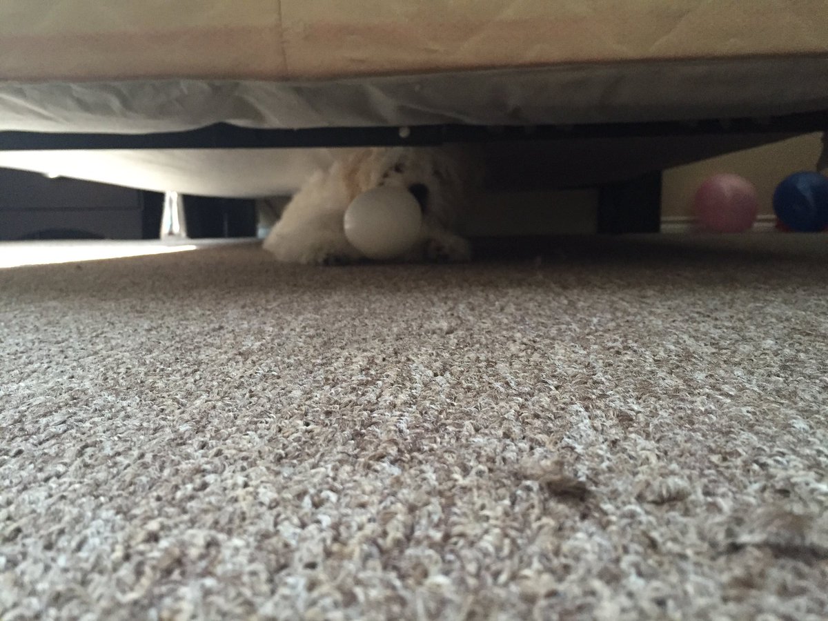 Samialvz's tweet image. Precious little baby ❣️🐶