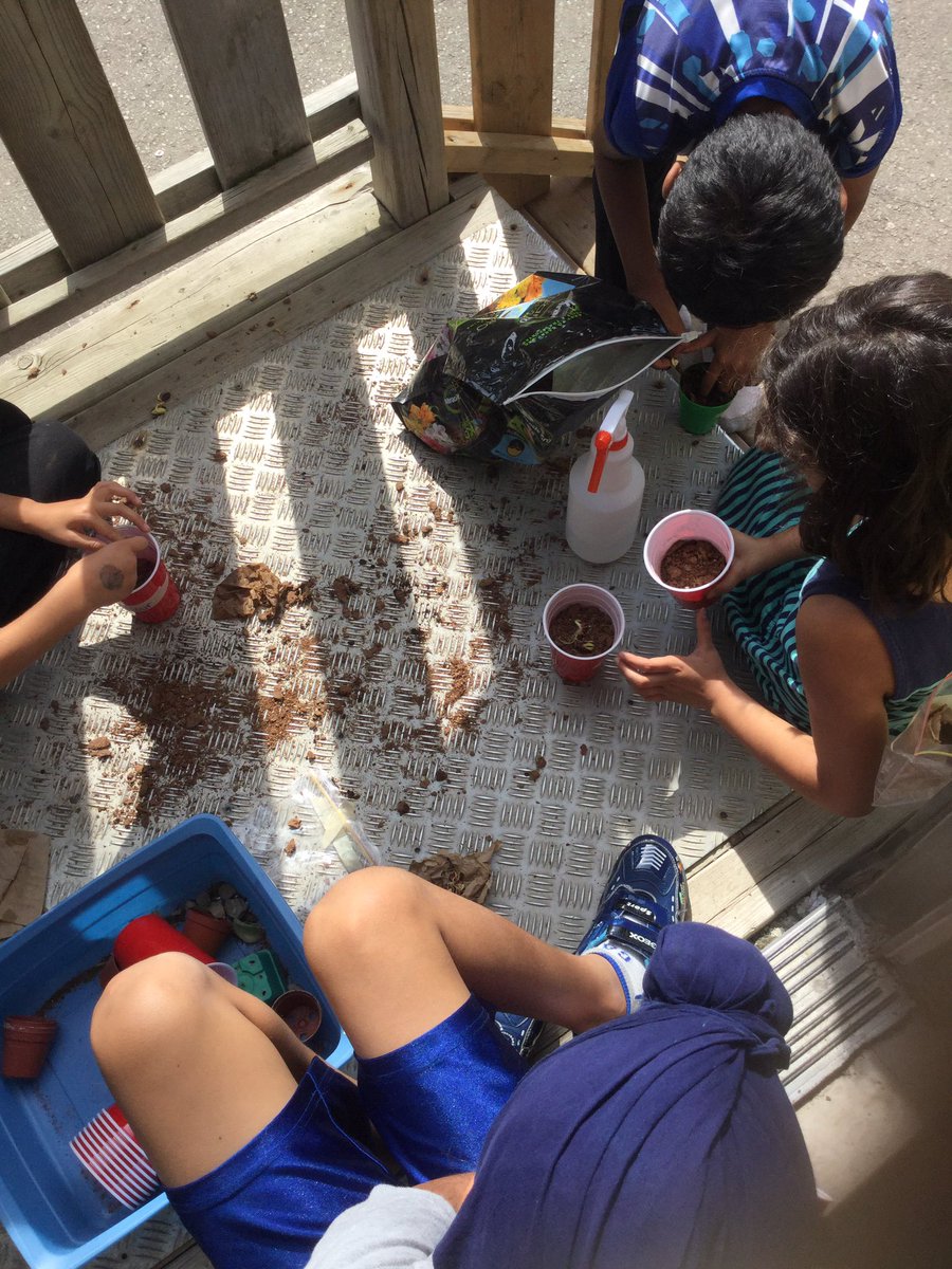 mrscookesclass3's tweet photo. Planting our germinating bean seeds today. Ready to watch what grows next @EldoradoPDSB #3a2016 https://t.co/QleF3TF9kM