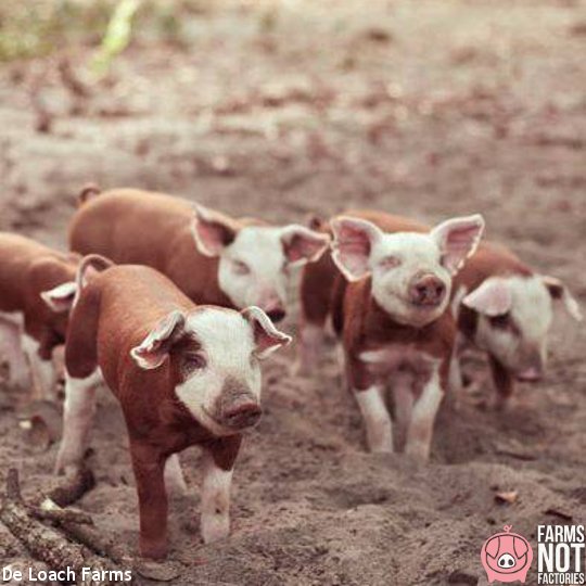 Farms Not Factories tweet media