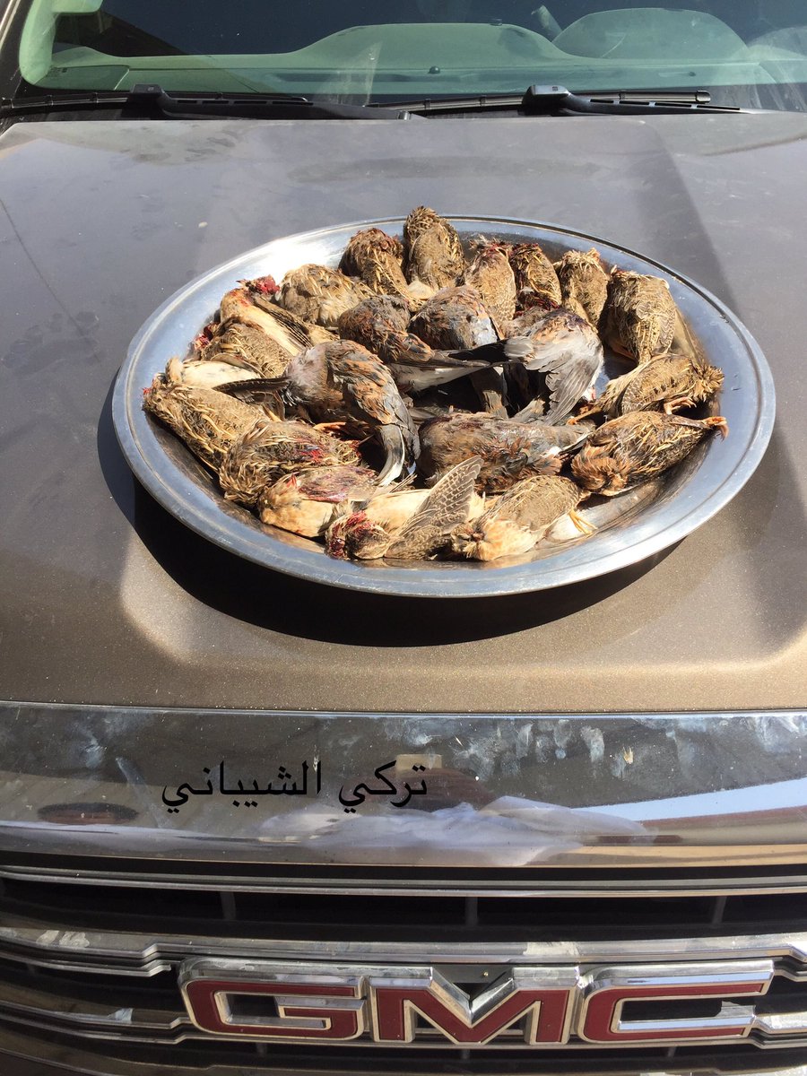 troooky111's tweet photo. @Snipe_ksa صيد اليوم شرق الرياض سعد ١٧ سمان ٥ قميري https://t.co/baDMvTaY9B