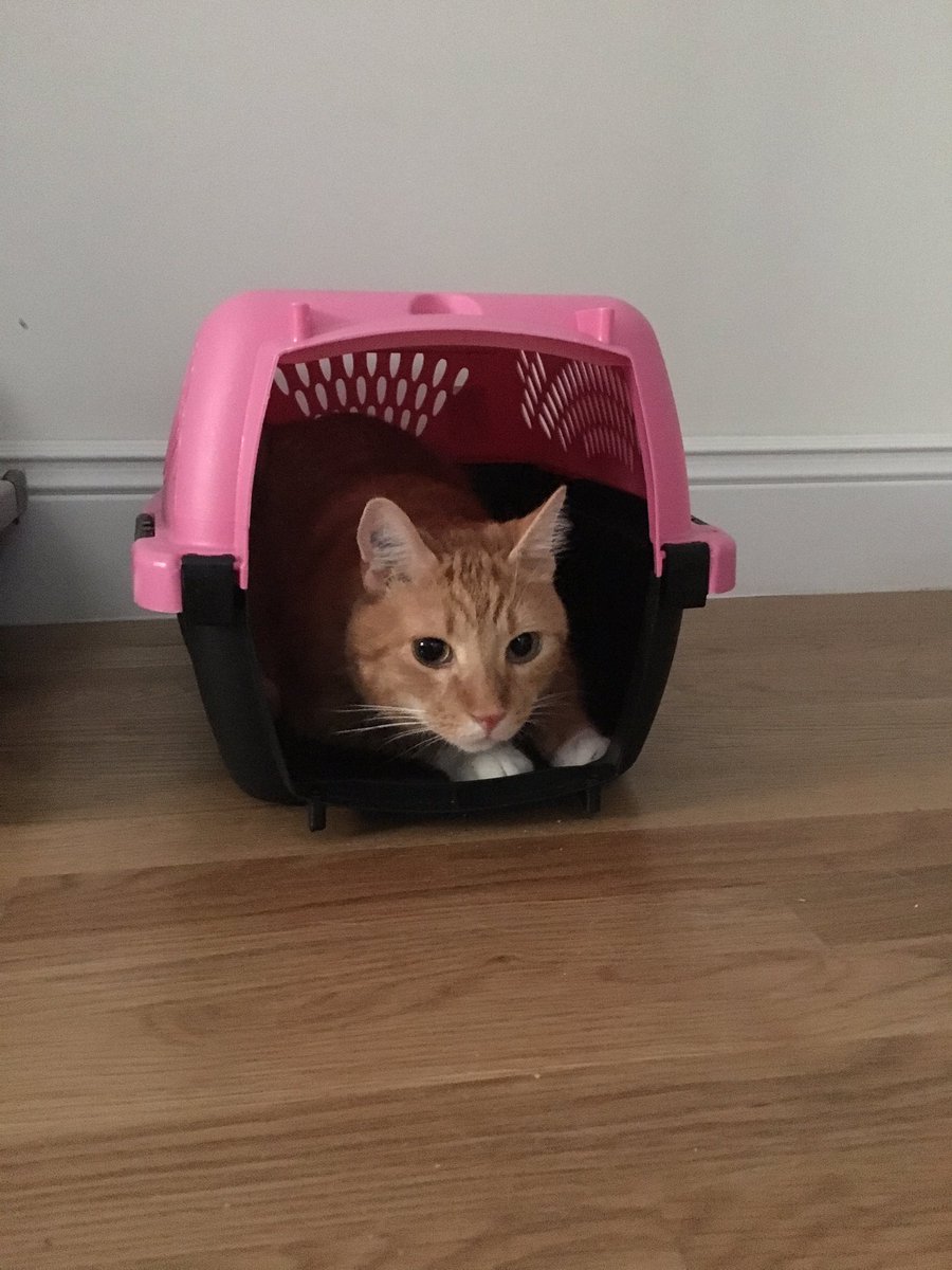 OldManWasLaPan's tweet image. Someone is ready to move! #bostoncats #movingprep