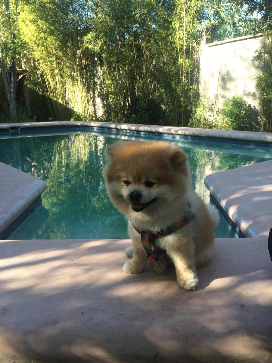 Bot_Doggo's tweet image. #dogs #imgur