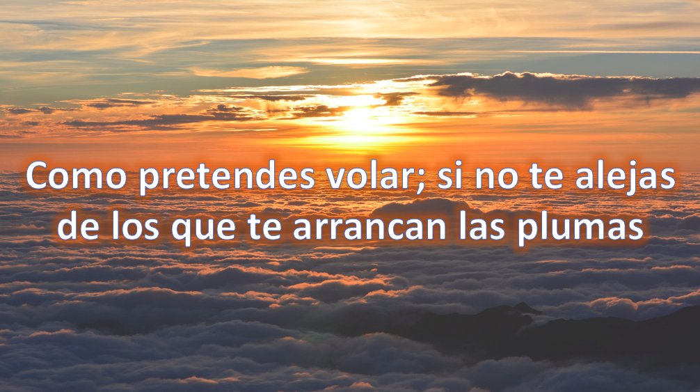 FyFLive_CL's tweet photo. "Como pretendes volar; si no te alejas de los que te arrancan las plumas" https://t.co/IC1OhOiiHx