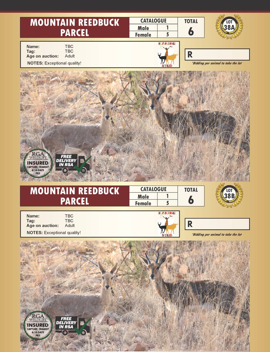 KaribuStud's tweet photo. Top genetics available on auction at the Golden Breeders Family Auction, Castle de Wildt. Modimolle. #KaribuStud https://t.co/GVdMqPAEEC