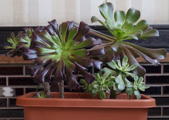 Webzakki 記事公開 真っ黒法師 サンバースト ムーンバースト追加 多肉植物 黒法師 カシミアバイオレット 愛染錦などアエオニウム属のみ テキトー栽培記 その T Co X46vy5vaxn 園芸 ガーデニング Gardening Succulent