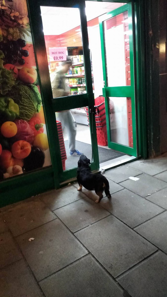 Bot_Doggo's tweet image. #dogs #imgur