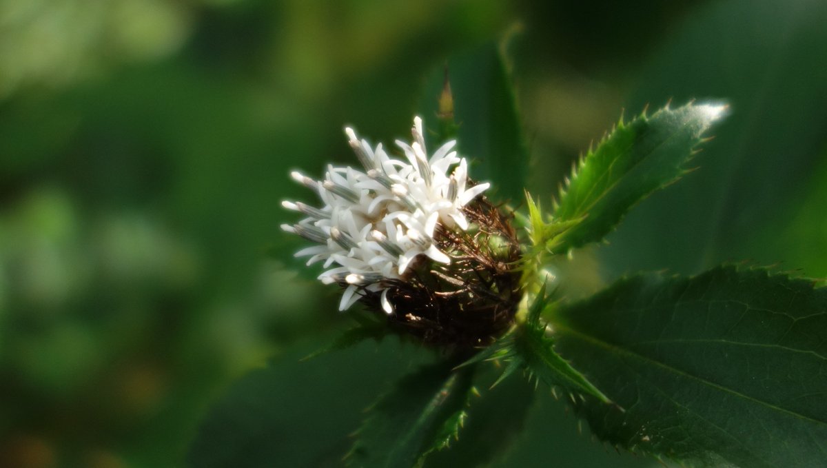 Jun Y Auf Twitter オケラ 朮 は別名白朮 びゃくじゅつ 生薬名 とも言います 京都の八坂神社に 朮祭り おけら まつり という神事が有ります その時に鑽火 きりび で焚かれる火がこの朮火です オケラの根っこを乾かして種火にします それが花名の由来か