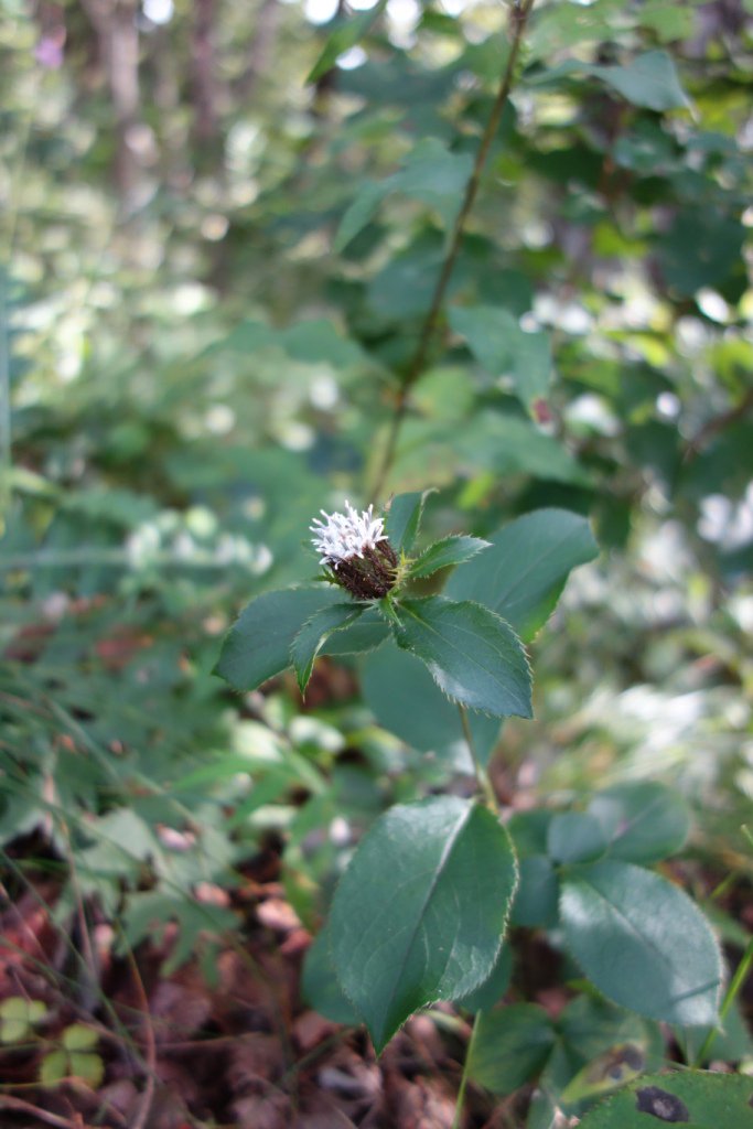 Jun Y Auf Twitter オケラ 朮 は別名白朮 びゃくじゅつ 生薬名 とも言います 京都の八坂神社に 朮祭り おけら まつり という神事が有ります その時に鑽火 きりび で焚かれる火がこの朮火です オケラの根っこを乾かして種火にします それが花名の由来か