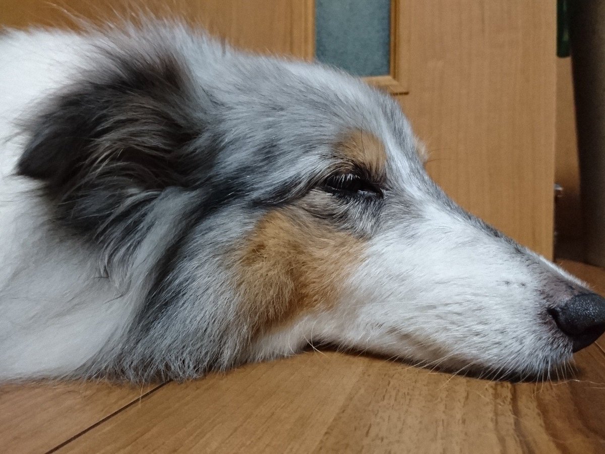 hinagikubiyori's tweet photo. 今日もカモノハシ #カモノハシ #犬です https://t.co/XZi3N7zcv5
