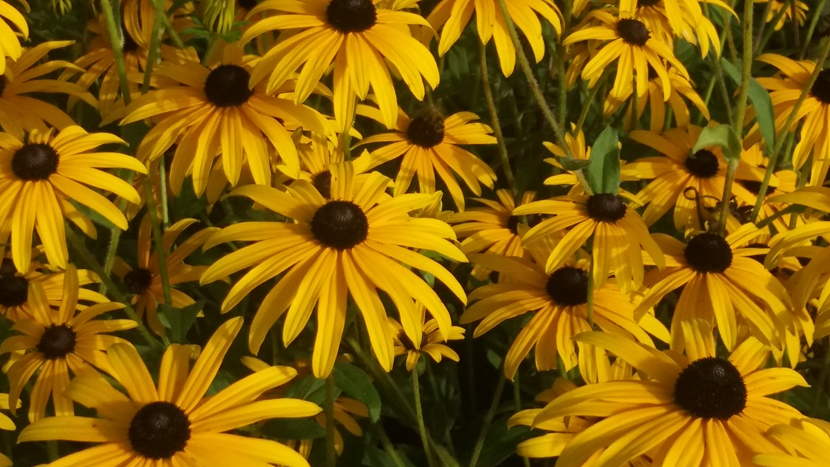 HowardNurseries's tweet image. It's Friday. Hope you all have a lovely weekend. Happy gardening.