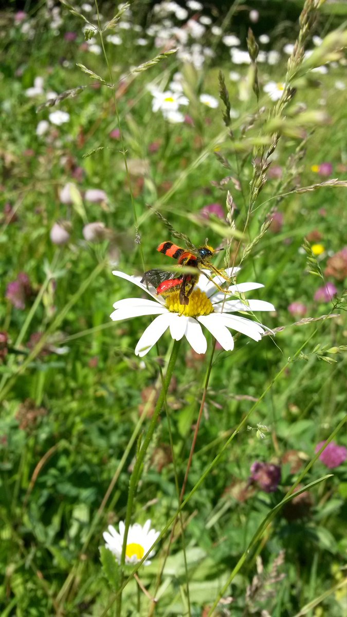 SamuelMarent's tweet photo. #Trichodes apiarius attempts to fly away. #Leucanthemum vulgare. #coleoptera #wildflower #pollination #Asteraceae #garden https://t.co/DFGV1WGH5B