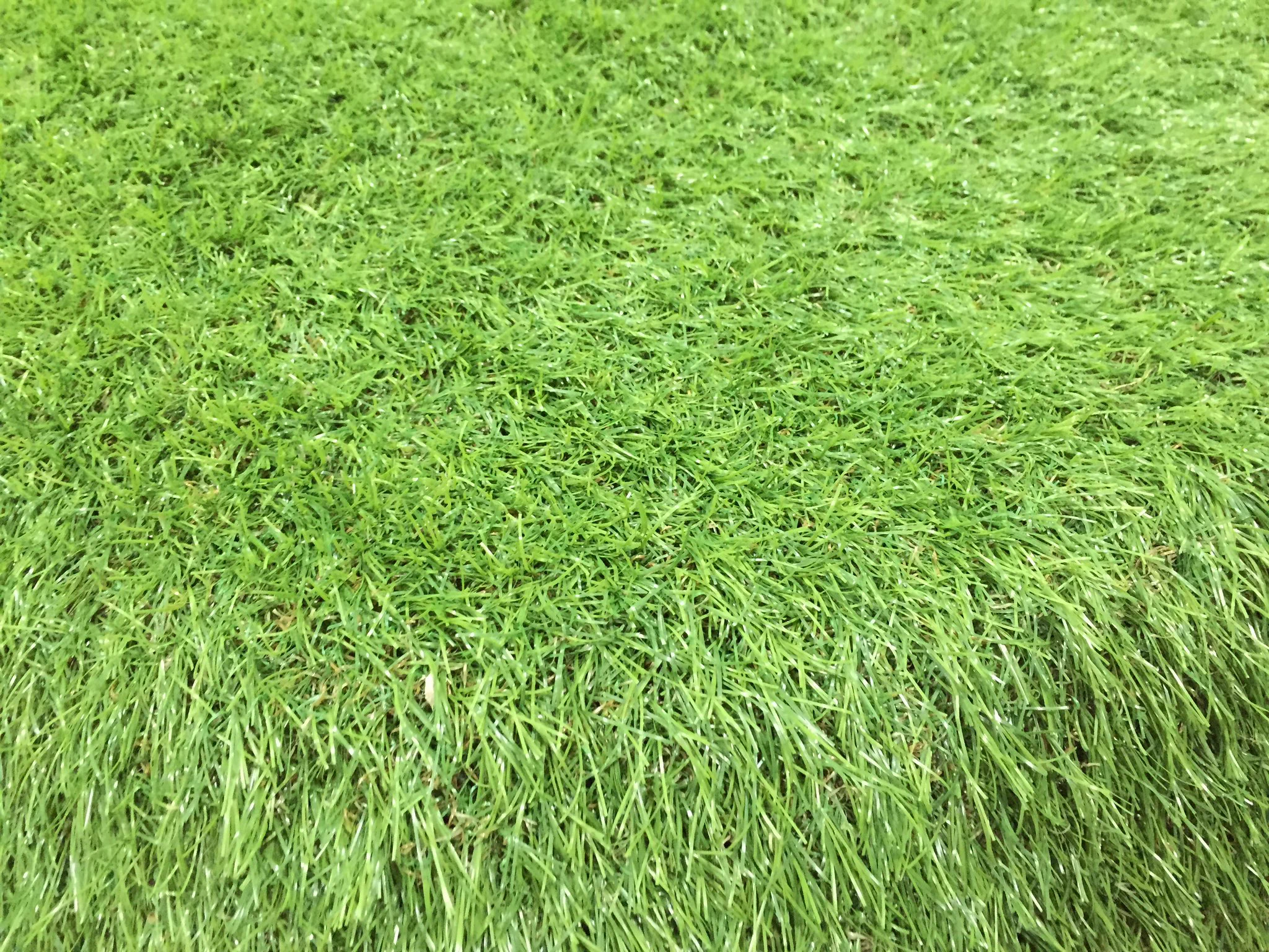 個性的すぎじゃない？ｗ車に草はえてるんですけどｗｗ