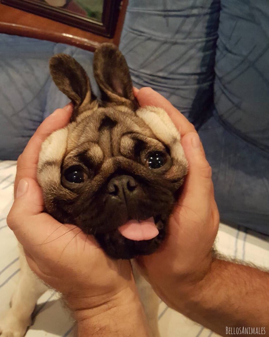BellosAnimales's tweet photo. Buenos días, espero que tengan un hermoso día 🐰 https://t.co/kYsle4vLeJ