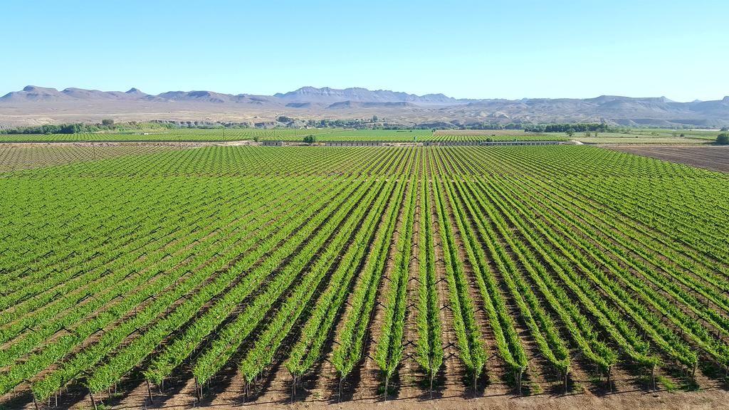dwkamfer3's tweet photo. Vioolsdrift, Norhern Cape, South Africa.
Sweet and juicy table grapes will be ready second week in November. https://t.co/zeAnfYxgJJ