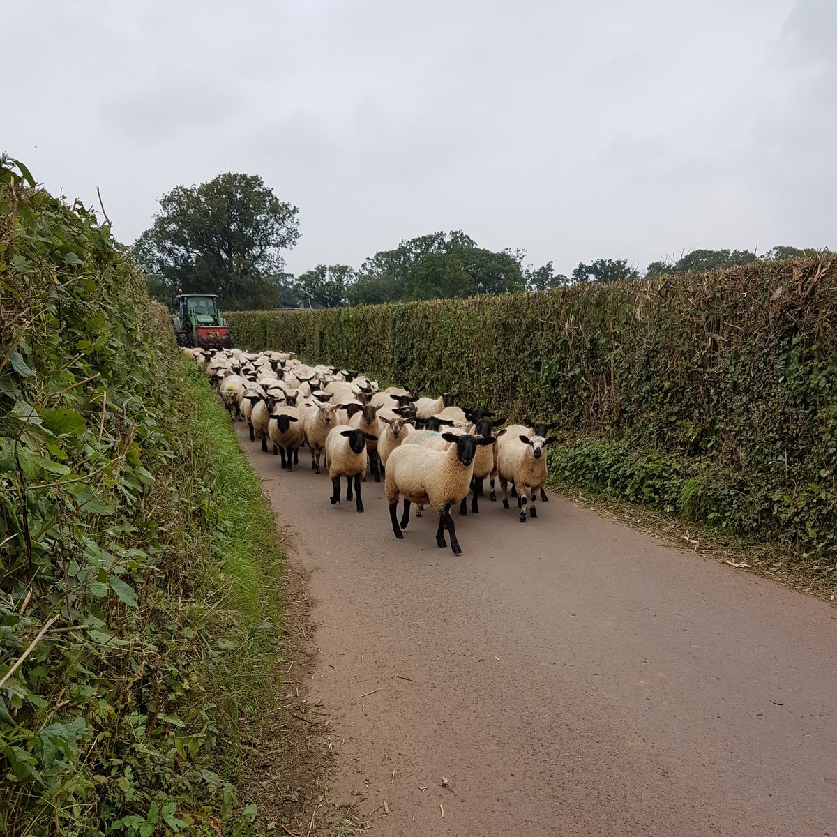 owaindoull's tweet photo. This is my equivalent of a traffic Jam when I'm riding back home 😂 https://t.co/HYH4zxgls7